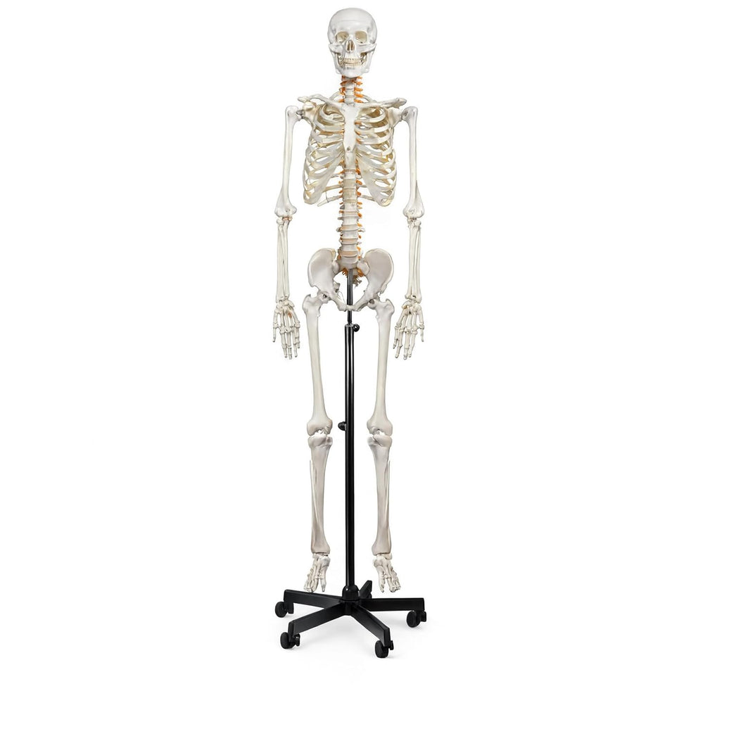 Life-Size Human Skeleton Model 180CM Tall