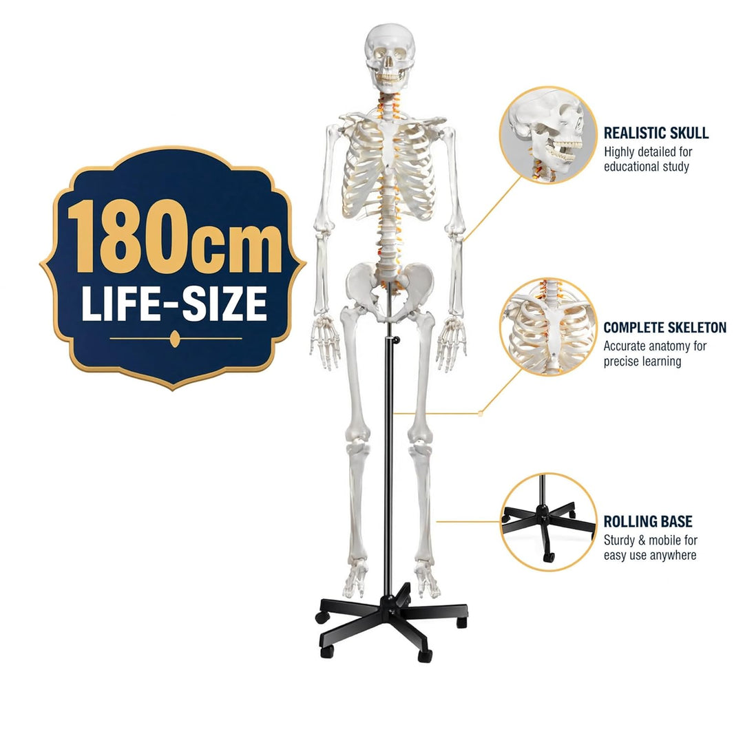 Life-Size Human Skeleton Model 180CM Tall