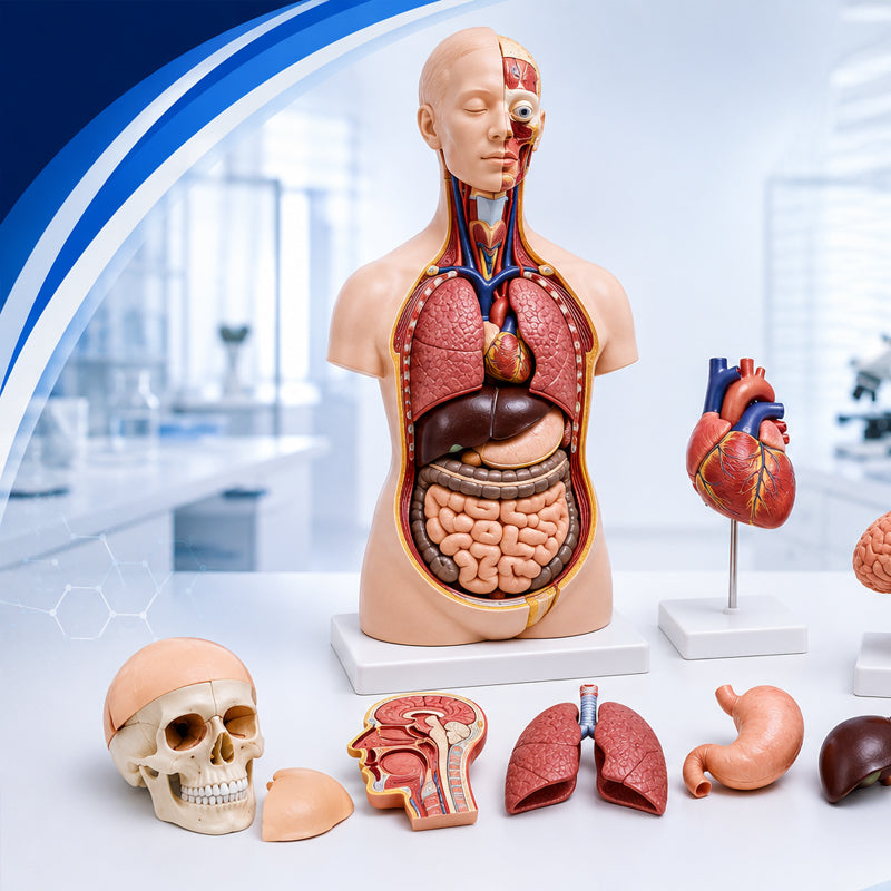 Anatomical Model & Manikin