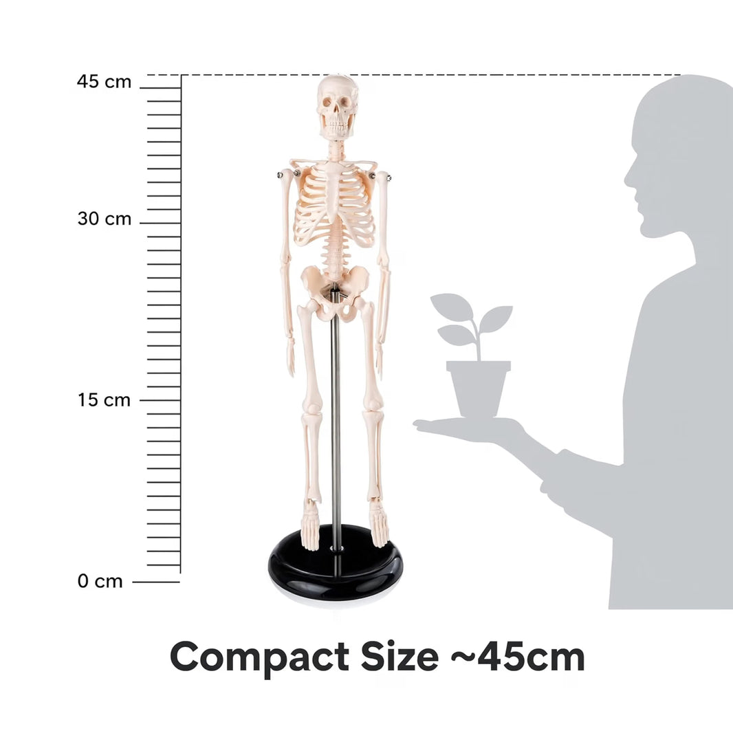 Mini Human Skeleton Model 45CM Tall with Stand