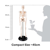 Mini Human Skeleton Model 45CM Tall with Stand