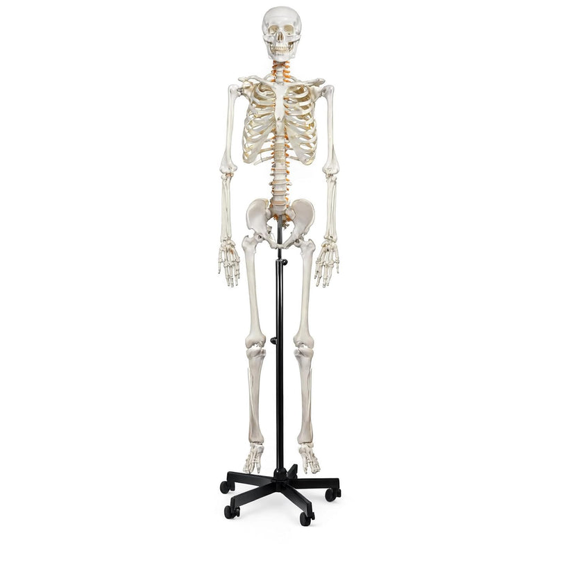 Life-Size Human Skeleton Model 180CM Tall