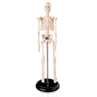 Mini Human Skeleton Model 45CM Tall with Stand