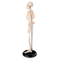 Mini Human Skeleton Model 45CM Tall with Stand