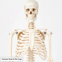 Mini Human Skeleton Model 45CM Tall with Stand