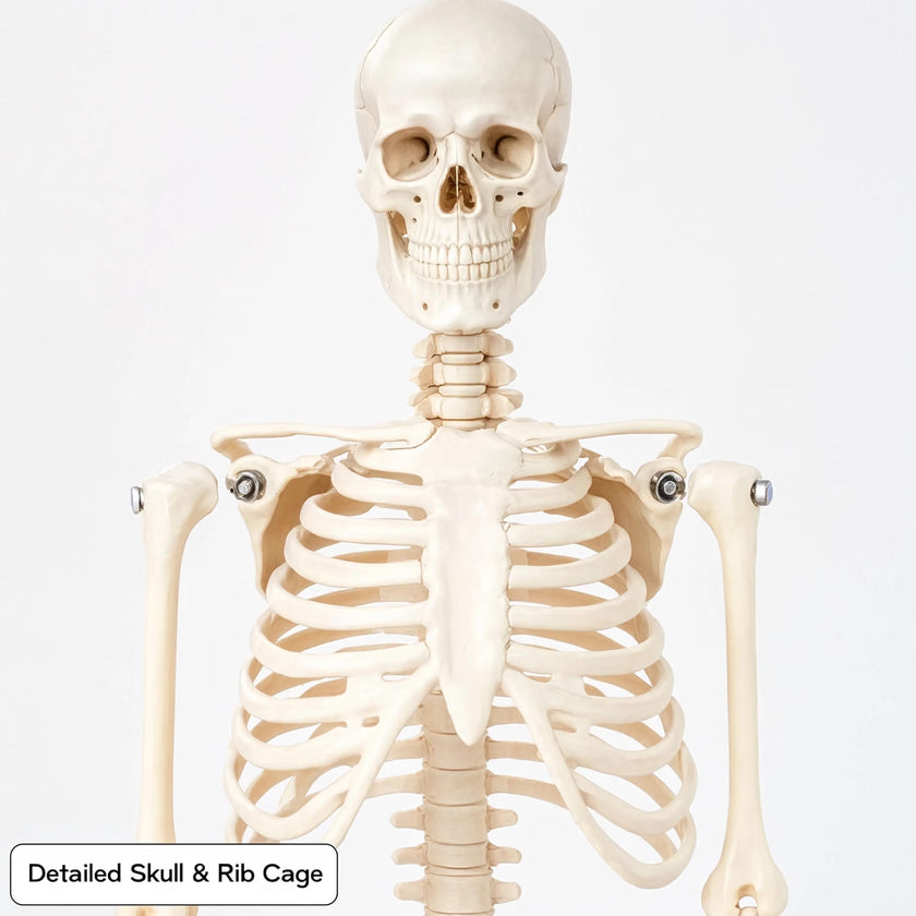 Mini Human Skeleton Model 45CM Tall with Stand