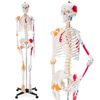 Life-Size Human Skeleton with Muscles and Ligaments Model 180CM Tall