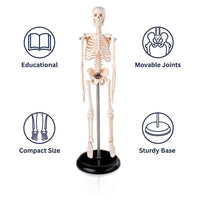 Mini Human Skeleton Model 45CM Tall with Stand