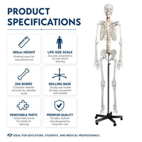 Life-Size Human Skeleton Model 180CM Tall