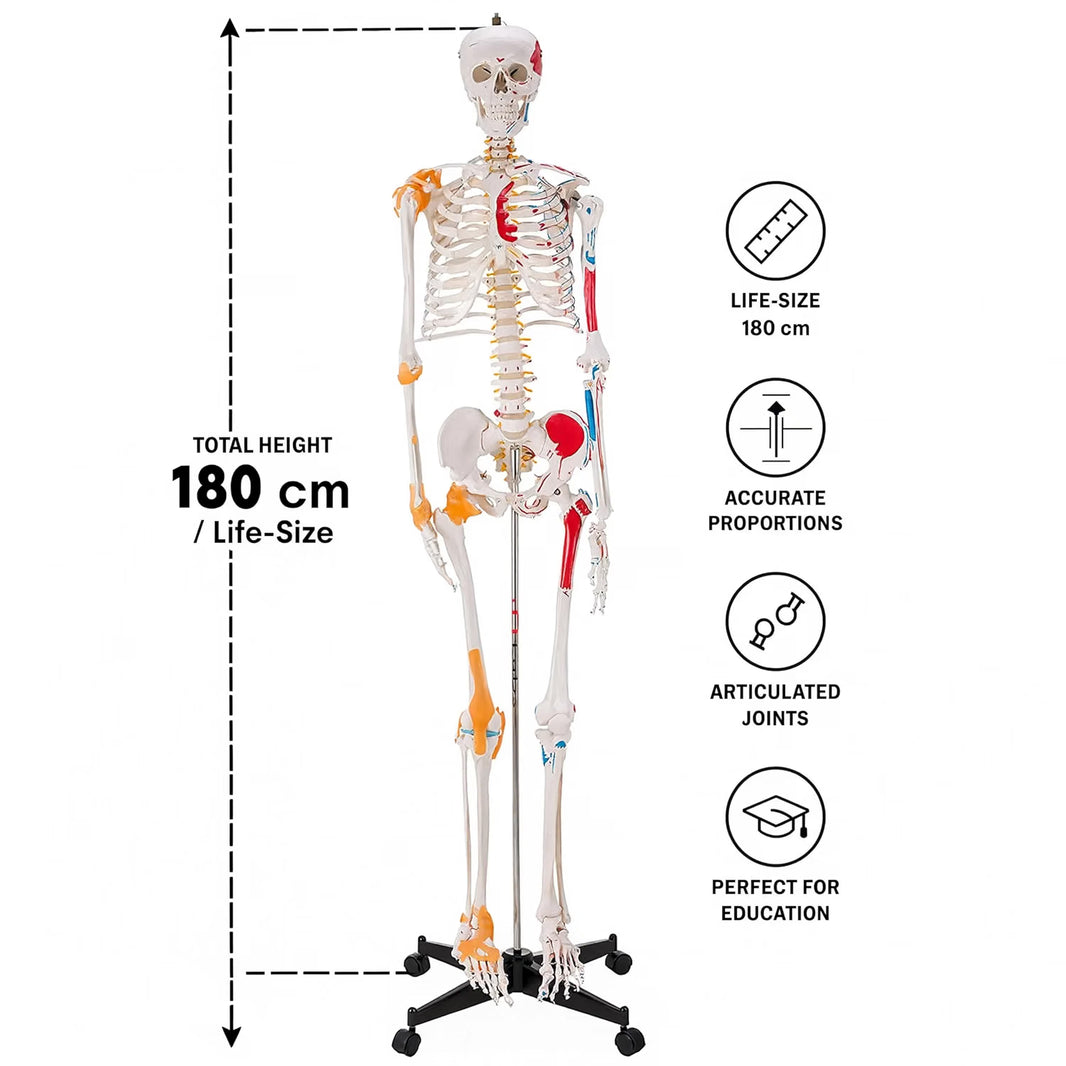 Life-Size Human Skeleton with Muscles and Ligaments Model 180CM Tall