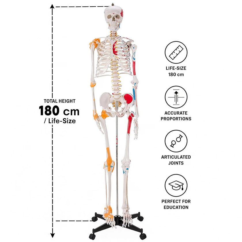 Life-Size Human Skeleton with Muscles and Ligaments Model 180CM Tall