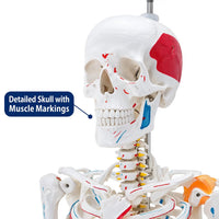 Life-Size Human Skeleton with Muscles and Ligaments Model 180CM Tall