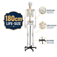 Life-Size Human Skeleton Model 180CM Tall