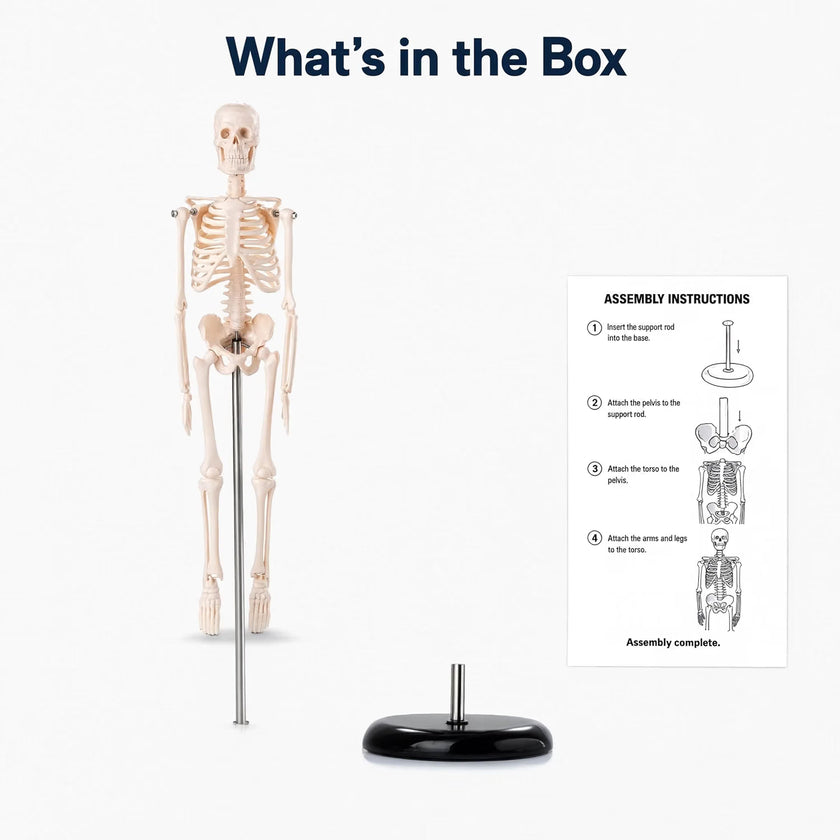 Mini Human Skeleton Model 45CM Tall with Stand