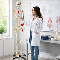 Life-Size Human Skeleton with Muscles and Ligaments Model 180CM Tall