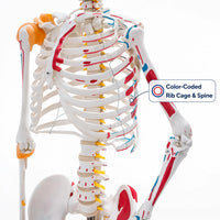 Life-Size Human Skeleton with Muscles and Ligaments Model 180CM Tall