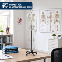 Life-Size Human Skeleton Model 180CM Tall