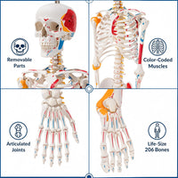 Life-Size Human Skeleton with Muscles and Ligaments Model 180CM Tall