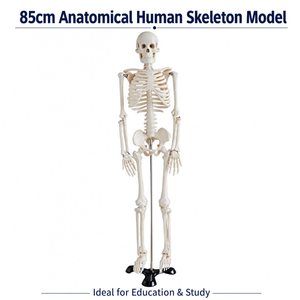 85CM Human Skeleton Model with Stand