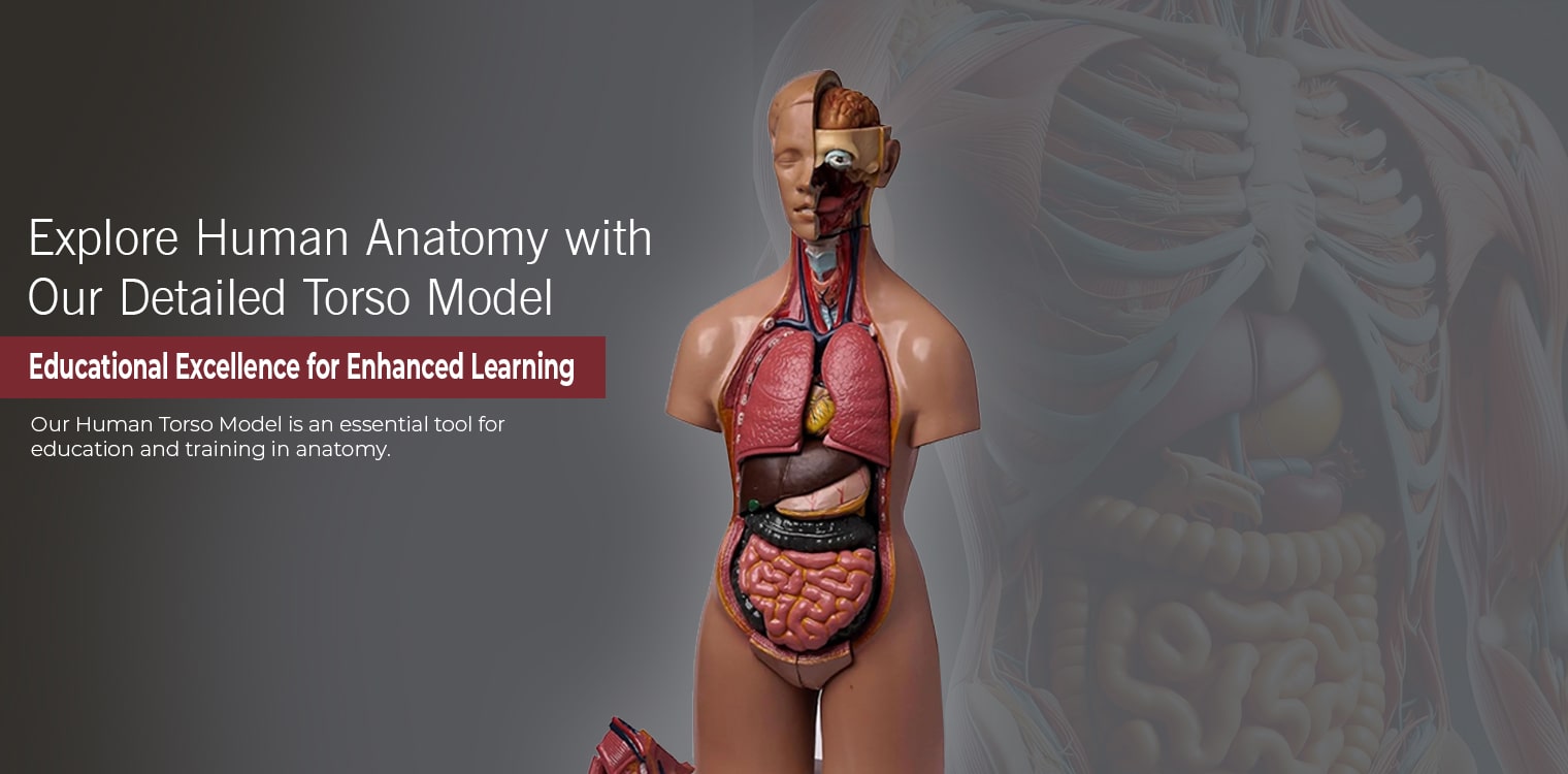 Human Torso Model Human Torso Model